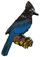 Steller's Jay